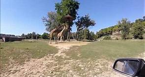Parco Natura Viva Gardasee - Zoosafari im Tierpark