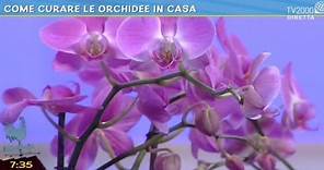 Come curare le orchidee in casa