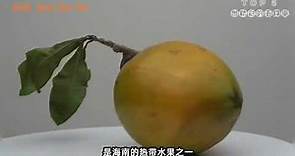 【蛋黃果：仙桃】雖不大好吃～但卻是挺營養的《養生水果》