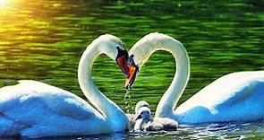 Top 10 facts about swans | Swans beautiful | Black swan bird.
