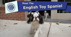Meet the English Toy Spaniel