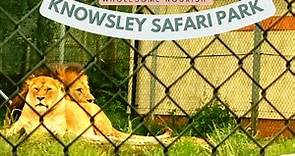 Knowsley Safari Park | Safari Drive | Things to do in Liverpool with Kids | UK's Longest Safari Park