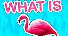 What is Flamingo?-0