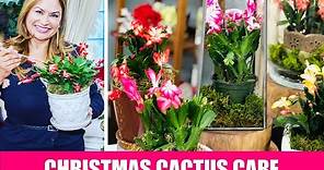 CHRISTMAS CACTUS CARE: How to REBLOOM Christmas Cactus (Schlumbergera)🌿 Shirley Bovshow