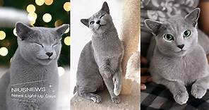 「俄羅斯藍貓」7大特質！長相帥氣人稱喵界金城武，還是規律生活的模範生！ | 寵物圈圈 | 妞新聞 niusnews