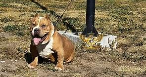 Monta Semental Exotic Bull Merle (american Bully Exotico) - $ 19,250