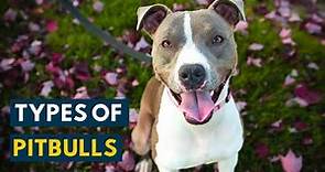 Types of Pitbulls: Your A to Z Video Guide Of Every Breed!