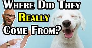 Where Did Dogs Really Come From?