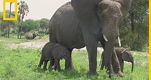 Nacen dos raros elefantes africanos gemelos | National Geographic en Español