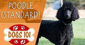 Dogs 101 - POODLE (STANDARD) - Top Dog Facts About the POODLE (STANDARD)