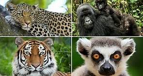 ANIMALES DE LA SELVA. Aprende los animales de las selvas del mundo🐯🦧