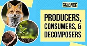 Producers, Consumers, and Decomposers | Science Lesson