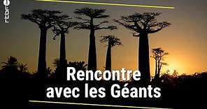 A la découverte des baobabs de Madagascar - RTBF Info