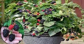 How To Grow, Care, And Harvesting Blackberry in pots - Gardening Tips
