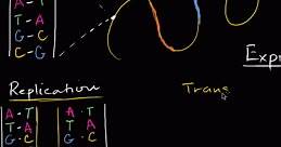 DNA replication and RNA transcription and translation