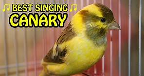 Canary Singing birds sounds at its best | Melodies Canary Bird song | Training Video
