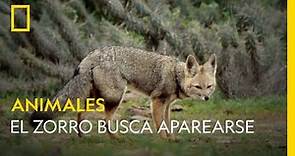 El zorro busca aparearse| NATIONAL GEOGRAPHIC ESPAÑA