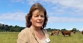 The Duchess of Rutland, a farmers daughter talks about her love for the Belvoir Castle livestock. It’s amazing how we’ll the cattle and sheep are doing here at Belvoir Castle. Thank you to Nick the farmer for his amazing effort this year 🐑 🐂. If you would like to see more videos like this, please like this video and follow us 🏰 | Belvoir Castle