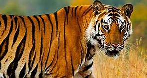 Bengal tiger - The Year of the Tiger