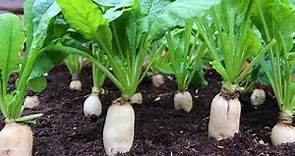 How to grow white radish at home, Growing white radish from seeds