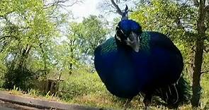 Peacock killed in Memorial area