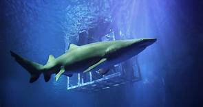 Swimming with sharks: Go inside the Georgia Aquarium