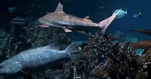 大自然之神奇的海底世界，海洋生物，五顏六色的魚類，美麗的海洋物種，海洋动物、海洋植物