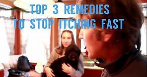 Top 3 Remedies To Stop Dog Itching Fast