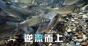 【淡水原生魚種】逆流而上｜圓吻鯝魚的生存機制 (我們的島 1110集 2021-06-21)