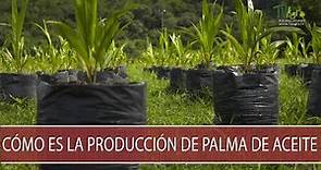 Como es la produccion de palma de aceite - TvAgro por Juan Gonzalo Angel Restrepo