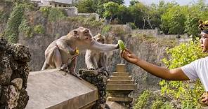 The Bartering Monkeys of Bali | Planet Earth III | BBC Earth