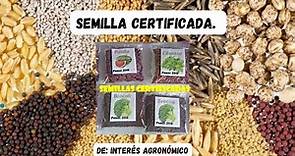 Certificación de semillas ¿Qué es? 🌱👨🏻‍🌾