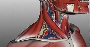 Neck Anatomy - Organisation of the Neck - Part 2