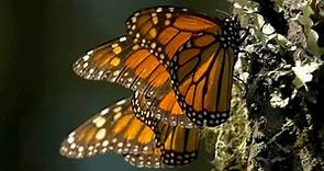 Monarch Butterflies Migrate 3,000 Miles