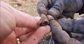 Metal Detecting Gettysburg//Civil War Relics Abound