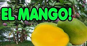 Todo sobre el mango | Características, morfología y beneficios