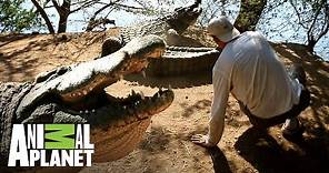 ¡Cocodrilo tira a Frank de un coletazo! | Wild Frank en África | Animal Planet