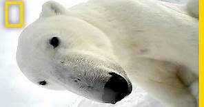 Polar Bear Eats Seal in First Ever POV Video | National Geographic