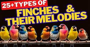 25+types of Finches/species of Finches