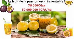 La culture du fruit de la passion de A à Z : cette culture génère plus de 76 000€/ha ? #agribusiness