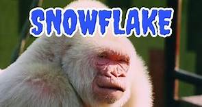 The Story of Snowflake, the World’s Only Albino Gorilla