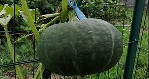 ZUCCA COLTIVATA A CASA come seminare le zucche ANCHE IN VASO coltivare la zucca a casa