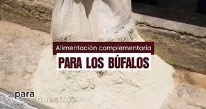 Alimentación para búfalos - Don Bufalo