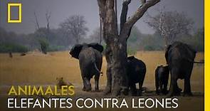 Una manada de elefantes carga contra unos leones. ¿Quién gana? | NATIONAL GEOGRAPHIC ESPAÑA