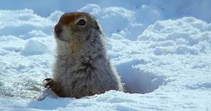 How an Arctic Squirrel Survives Winter | Wild Alaska | BBC Earth