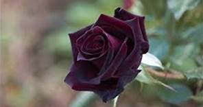 Rosa príncipe negro - como plantar em vasos na casa e jardim