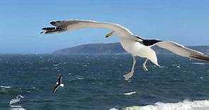 Elegance in Flight: Seagulls' Slow-Motion Soar