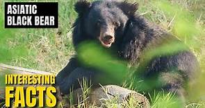 Amazing facts of Asiatic Black Bear | Interesting Facts | The Beast World