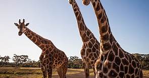 Werribee Open Range Zoo, Attraction, Melbourne, Victoria, Australia