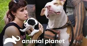 3 rescates conmovedores | Pit bulls y convictos | Animal Planet
